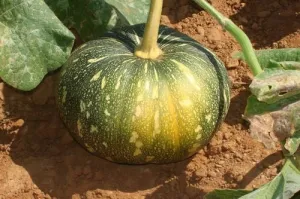 Pumpkin Agri Desi | Organic Seeds | Home Garden seeds   Organic Manure   Pot Irrigation Drip system